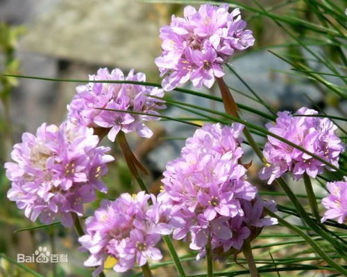 石竹花茎杆又高又细，为何如此修长