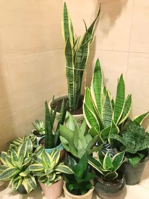 竹芋根球能否剪除？揭秘其存活之谜！