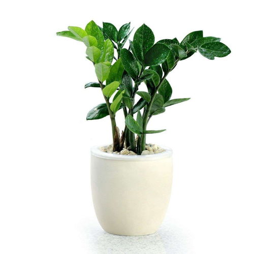 金钱树的叶子，为什么那么受欢迎呢？