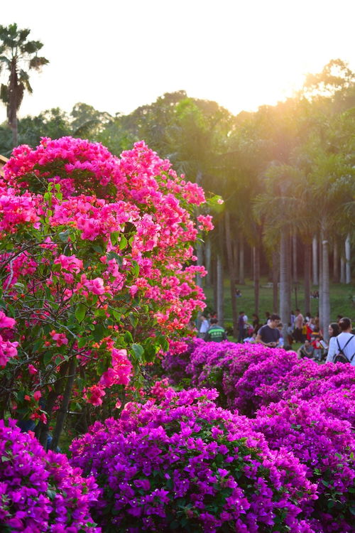 黄山市花杜鹃花，花开山间传承千年