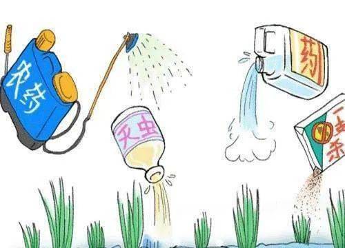 不用农药灭虫的古老智慧