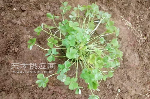 施肥就像泡面配卤蛋， 营养与嫩量兼备