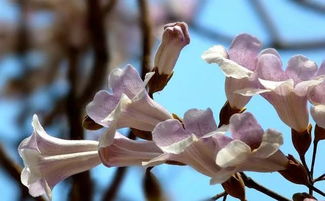 四月开紫色花的树