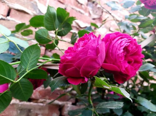 弗洛伦蒂娜，盛开的火焰