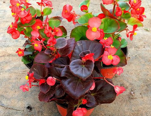 性价比之王：百日草， 南北皆宜