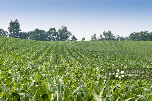 玉米种植的人工需求