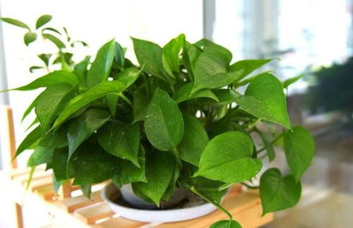 绿萝， 家居绿意，轻松养成