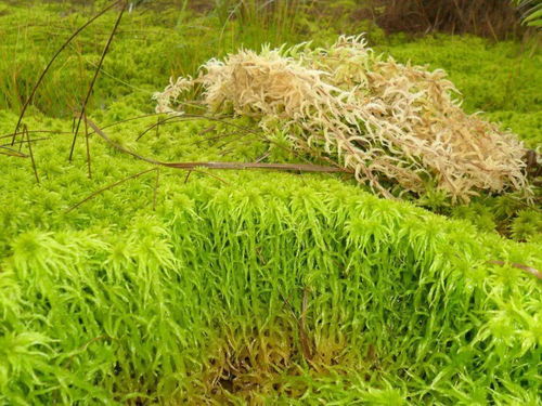 热带地区道路两旁适合种植的草本植物