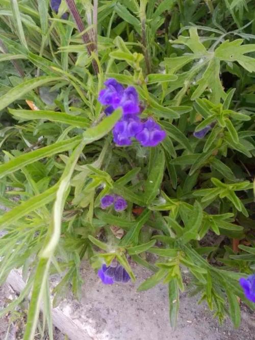 常见假货，小心上当！