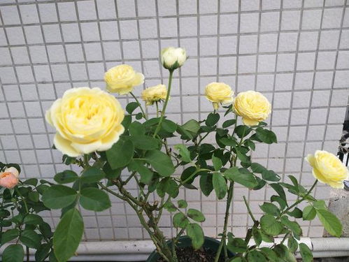 月季黑杆， 原因及处理，防范为主