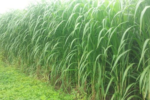 皇竹草，这名字听起来挺高级的