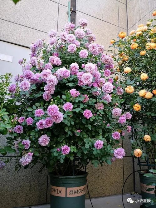 适合在阳台种植， 非chang皮实