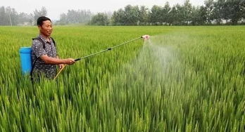 缩节胺的特点与应用