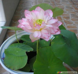 荷花种子要怎么种