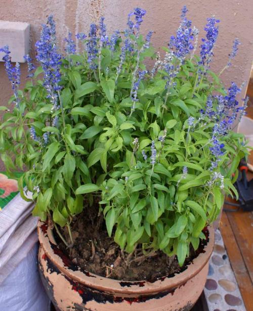 “春季种植，夏季赏花——菜椒成熟季指南”