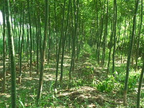 各种规格的国槐树苗价格