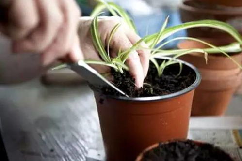 爬藤植物的扦插与种植技巧