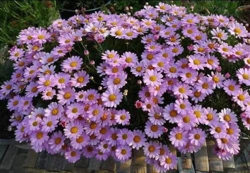 广东地区种花心得分享