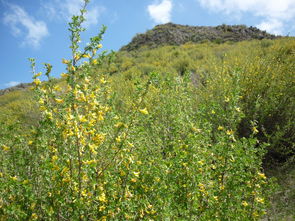 黄山脚下某民宿老板老周去年犯了愁——游客踩秃的草坪补种三次仍像癞痢头。直到他混播了马蹄金和天鹅绒草，不仅修复期缩短60%，还意外成为网红打卡点。