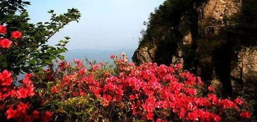 黄山市花杜鹃花，花开山间