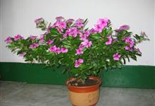 方法一：搜索引擎大法