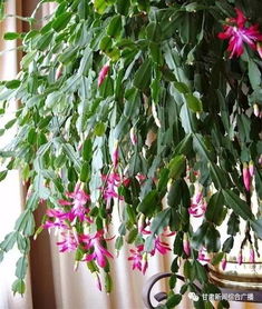 浇水不当是罪魁祸首