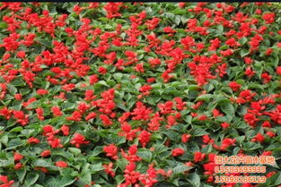 南方冬季露天种植的草本花卉