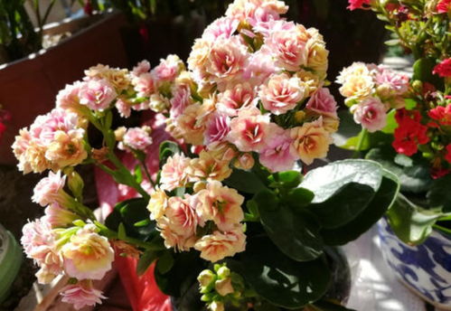 发财树：招财进宝， 福星高照