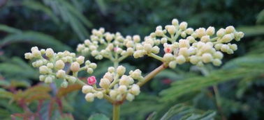 远志采籽的神秘时刻：错过等三年？