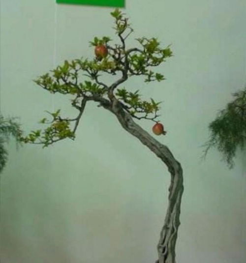 石榴树扦插的最佳时间是什么时候？掌握正确时间能提高成活率吗