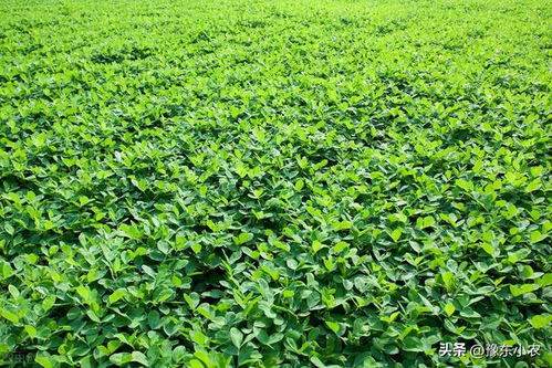 立秋15天后花生控旺处理该结束