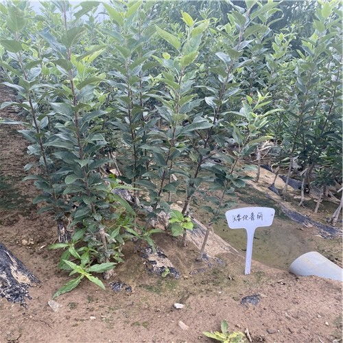 探访山东苗木批发基地， 资源宝库等你来