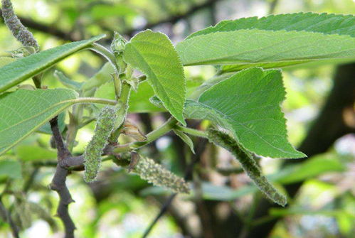 哪种农药对构树除草效果最好，能有效杀灭构树？