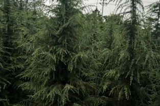 云南雪松苗基地，一个美丽的地方