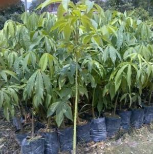 英雄树是哪种植物？它属于什么科属