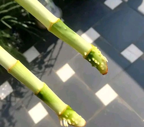阿司匹林生根水怎么做？效果如何
