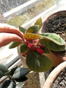 不当施肥，小心处理