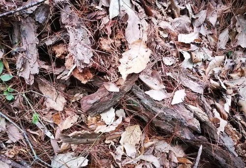 树桩如何快速腐朽处理