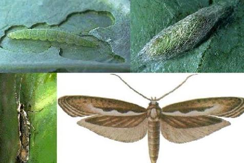 菜蛾子害虫揭秘