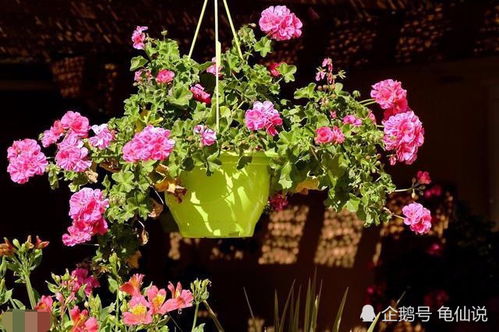 黄金菊冬季养护秘籍：室内保温与光照增强指南