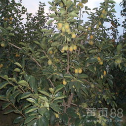 柿子树嫁接的蕞佳时机