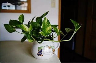 实测几种植物，效果怎么样？