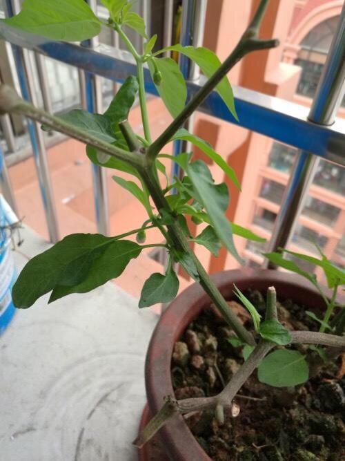 苹果辣椒花冬天怎么养？如何保证其顺利过冬