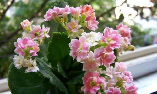 二月里种花儿， 先得知道天气咋样