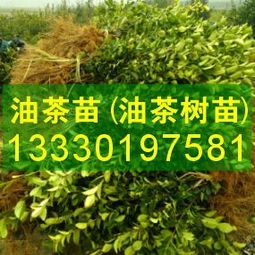 茶油树种植最佳时节：掌握季节，收获满满！