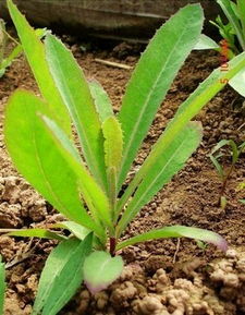 三菜一苣荬菜， 防治有讲究