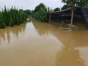 二、 扶苗修剪，让苗木重拾生机