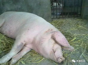 哺乳母猪为何常发乳房炎、无奶、屡配不上？