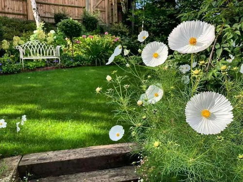 夏日花园，花开花落