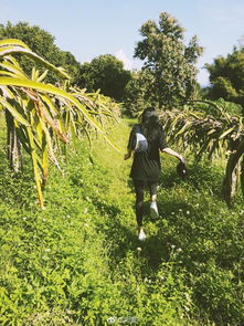 模仿自然：计算机科学的大智慧